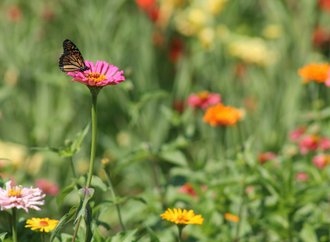 Season of Spring Yin Yoga