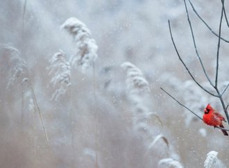 Winter Solstice Restorative Yoga